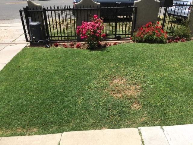 Front yard - 1968 El Molino Ave