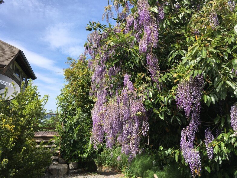 Wisteria Along Deck Entrance - 6723 Sunset View Dr NW