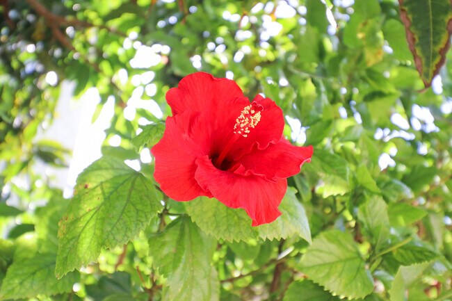 Building Photo - 8601 Santa Susana Plz