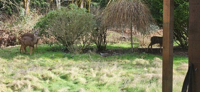 Building Photo - 2 Bed 1 Bath single wide mobile home on just shy of 1/2 acer lot in Lake Stevens $2350.00/mo