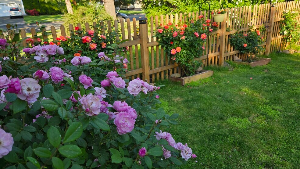 Fenced in Backyard (Rose Garden) - 557 Park Rd