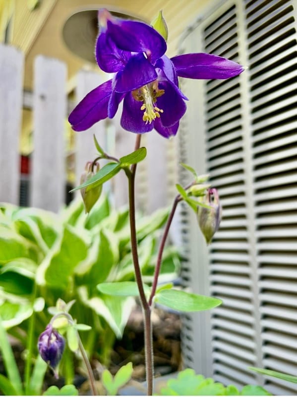 Building Photo - 1988 Elbert Dr