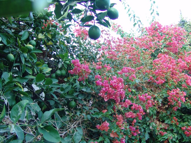 Nice greenery & fruit tree/s - 5450 Burnet Ave