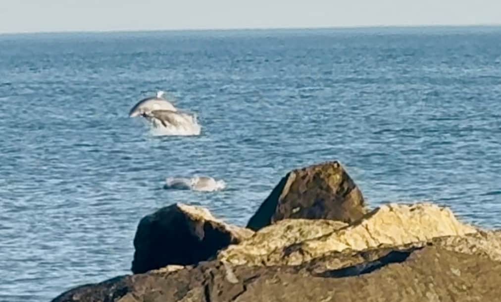 Sit by the beach one block away and enjoy our dolphins, whales and other marine life! - 131 Meridian Blvd