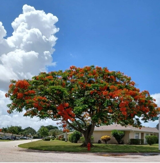 Building Photo - 8732 Bella Vista Dr