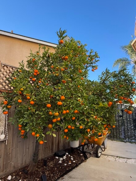 Mandarin Tree - 1035 Tesoro Ave
