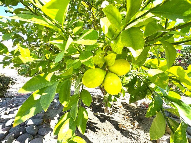 Building Photo - 80372 Camino San Lucas