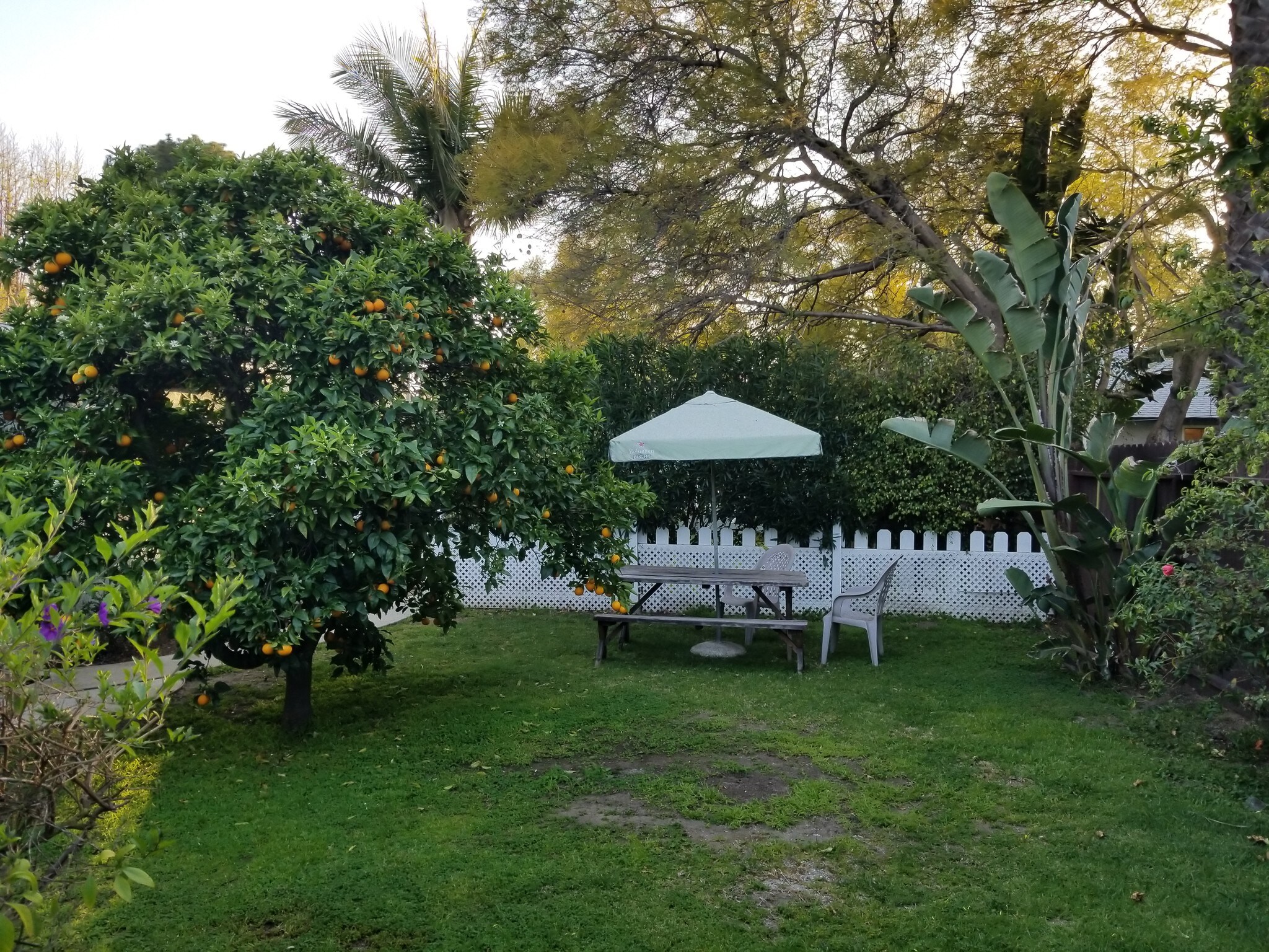 Private yard - 1914 Granville Ave