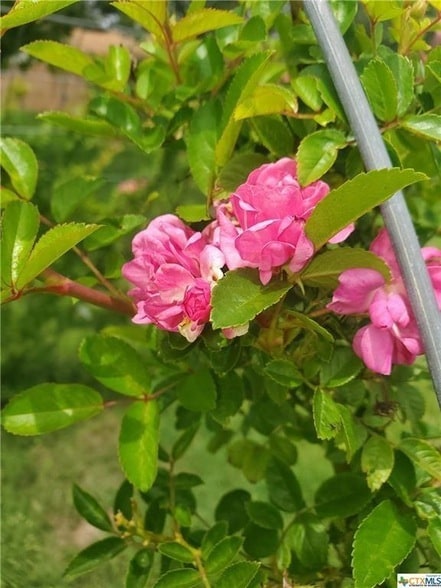 Building Photo - 1217 Craig St