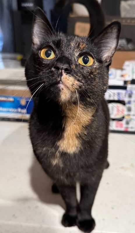 Building Photo - 4828 W Orangewood Ave