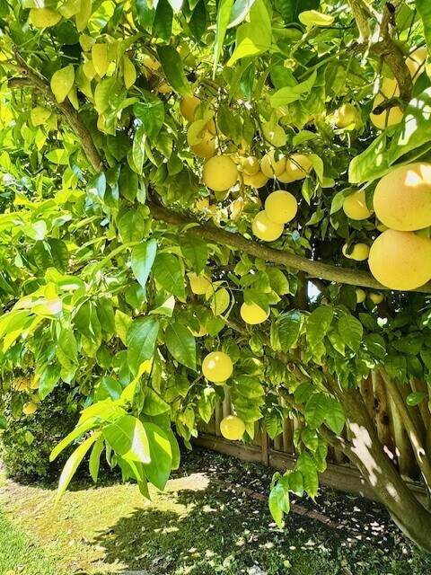 Building Photo - 730 San Andreas Ct