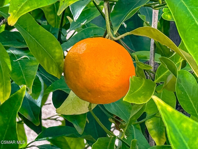 Building Photo - 780 Paseo De Leon