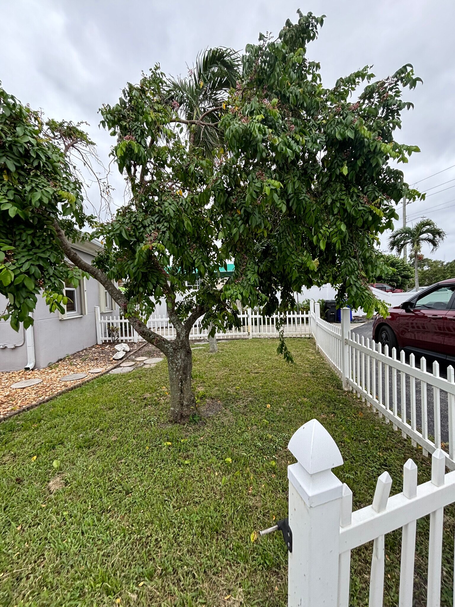 Star fruit tree - 1017 N 16th Ct
