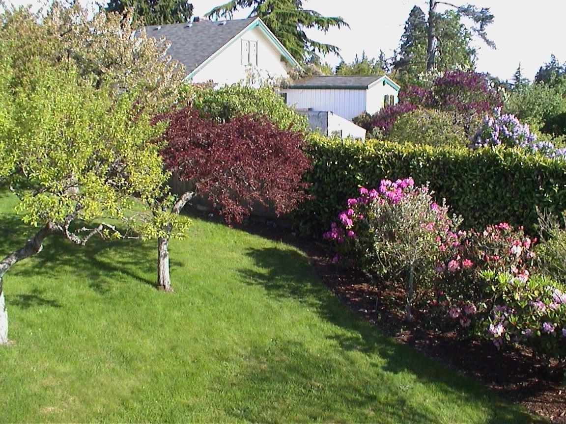 plum, cherry adn apple tress - 2129 NW 201st St