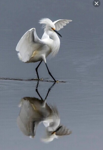 Winter rare bird migration magical - 86 Pelican Ln