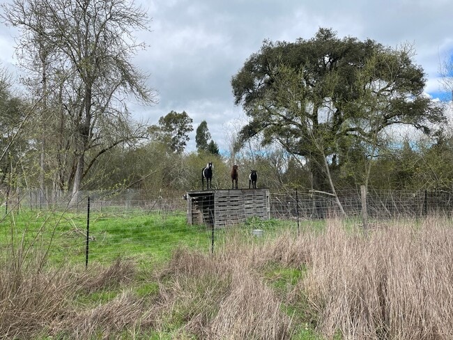 Building Photo - 1138 square feet Private Two bedroom, two bath upgraded home on 4 acres, 1 car garage, chicken co...