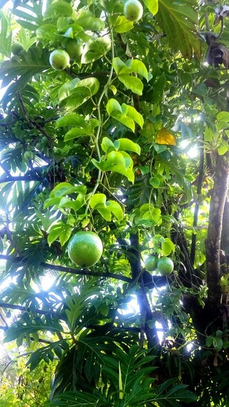 Building Photo - 15-1414 24th Ave