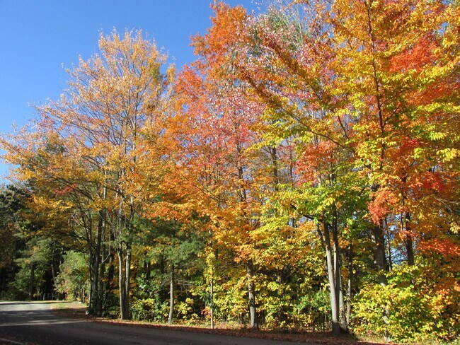 Building Photo - Spacious 2 Bedroom/ 2 Bathroom Apartment with Wooded View