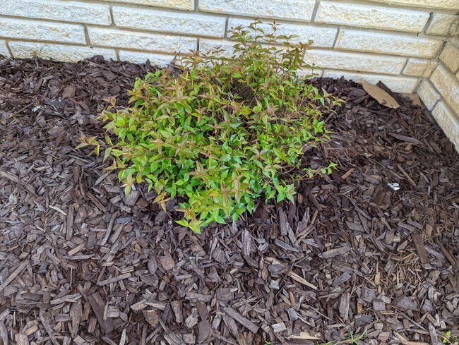 Freshly landscaped - 2008 E Huntsville Rd