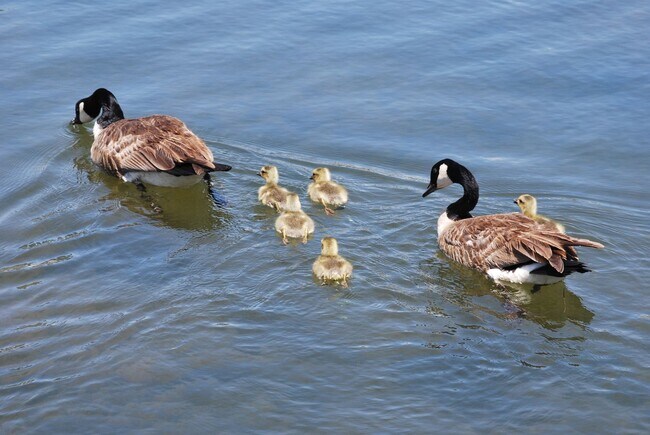 Building Photo - Spacious Apartment on Lake Hatcher **Rent ...