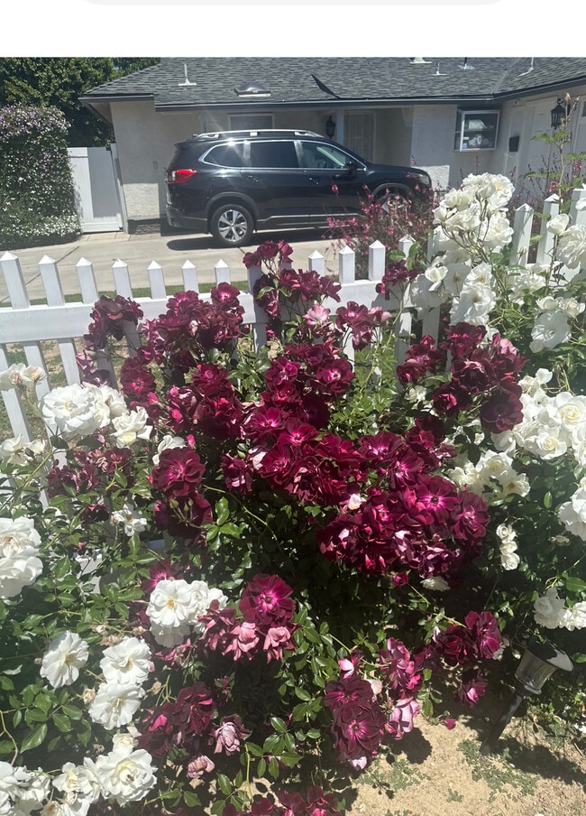 Front yard flowers - 17461 Keswick St