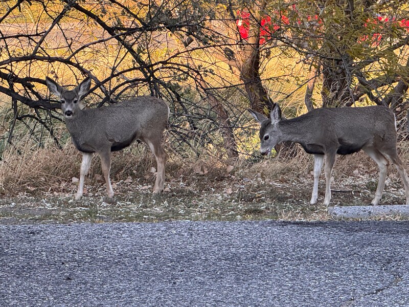 Building Photo - 243 Westchester Square N