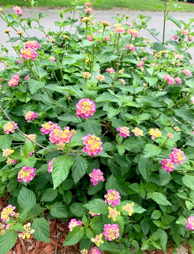 Building Photo - 1000 Hillyer St