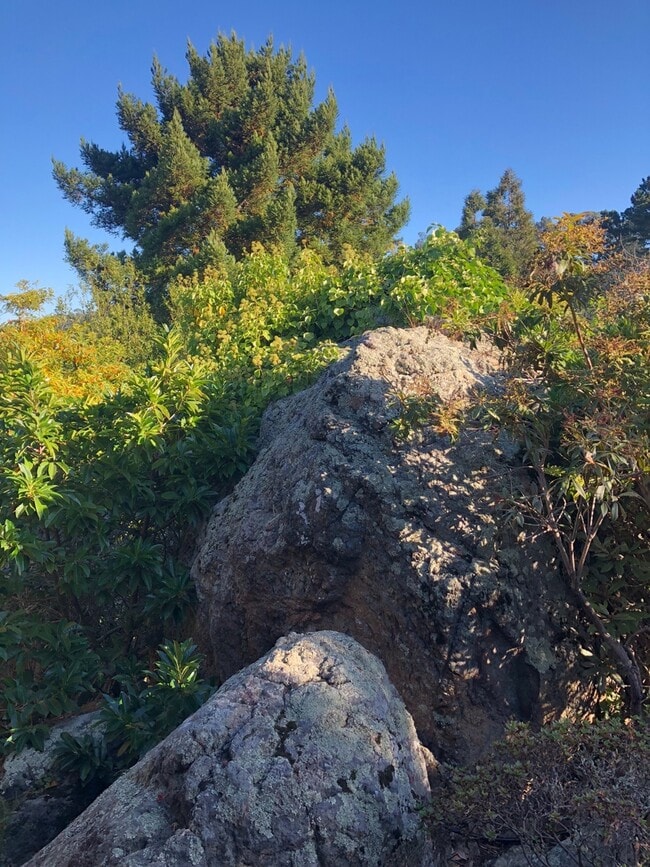 Building Photo - Lovely 3/2 home in the hills of El Cerrito with breathtaking views of the bay!