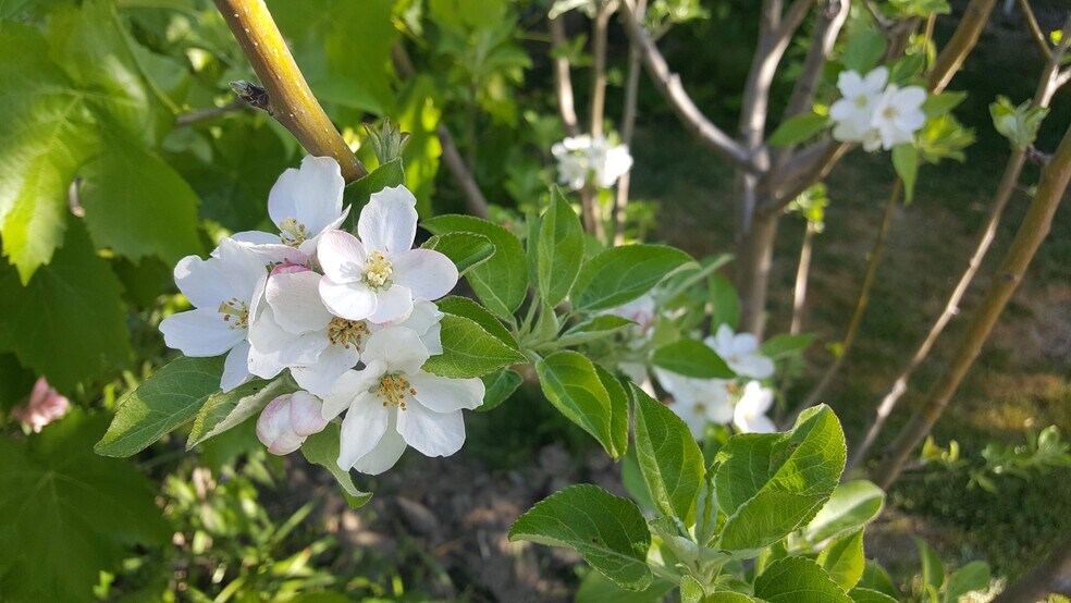 Building Photo - 627 Rose Ave