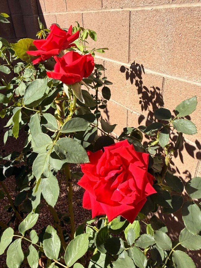 Building Photo - Beautiful 3 Bedroom 2 bath Tucson Home in Prime Eastside Location, Rancho Esperero – Available Now!