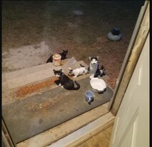 Building Photo - 281 Gholson Ave