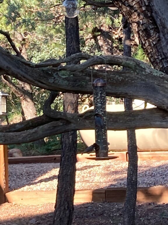 Building Photo - 3239 Pine Needle Dr