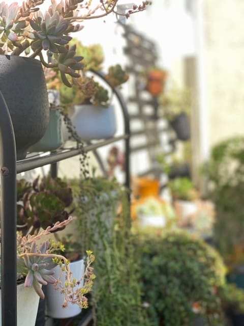 Relax amidst the succulents. - 9730 Regent St