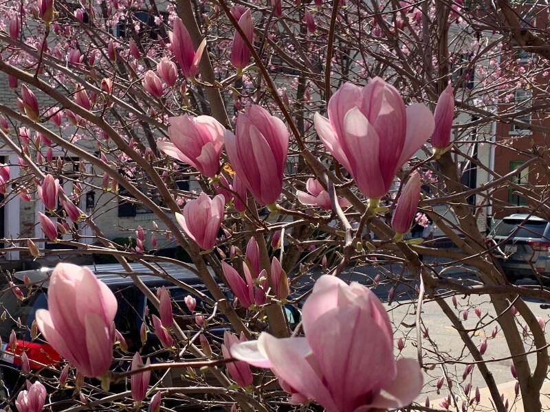 Building Photo - 134 Parkhurst St