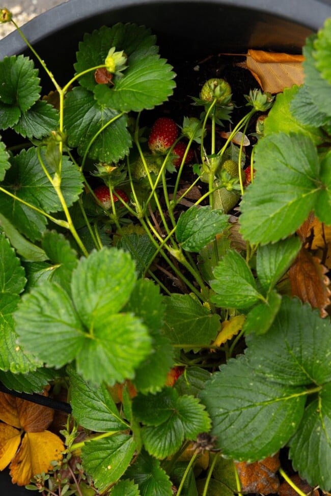 Building Photo - Remodeled & Charming 4 bed/3 bath w/ Yard and Hot Tub