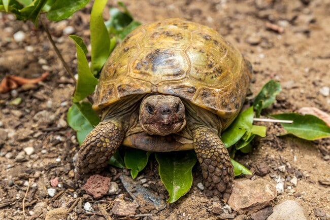 Building Photo - Furnished & Remodeled 1BR Guest House w/ Private Entry – Walk to Beach, Crown Point