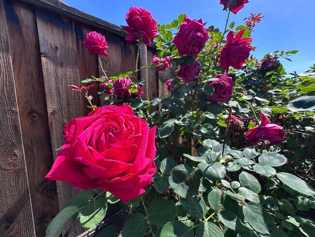 Building Photo - THIS is YOUR home, stunning 4/2 w/ AC, near Foothills