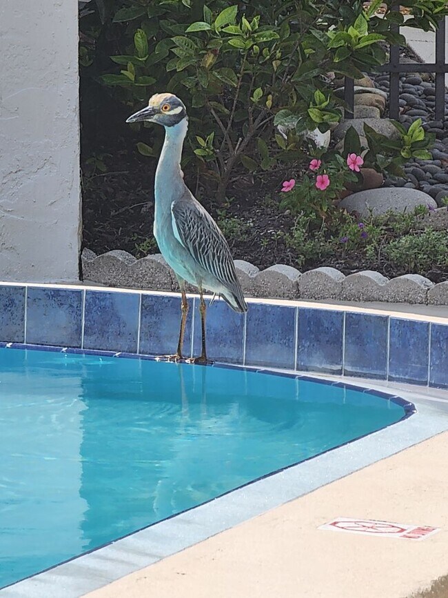 Building Photo - High Season Rental on Siesta Key at Turtle...