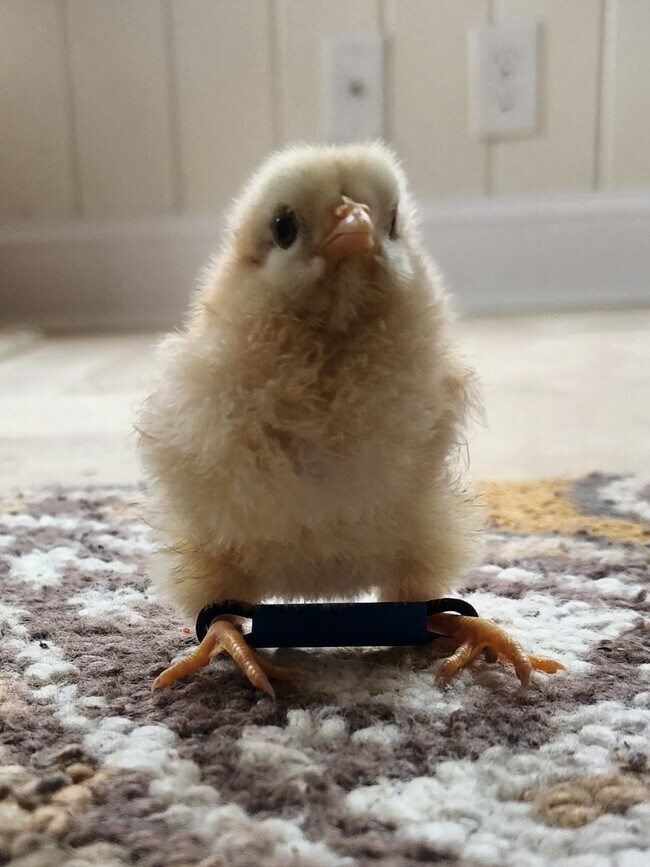 Building Photo - 9500 Fox Valley Dr