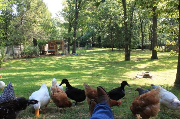 Small custom hen house - 1656 N Broadview Dr