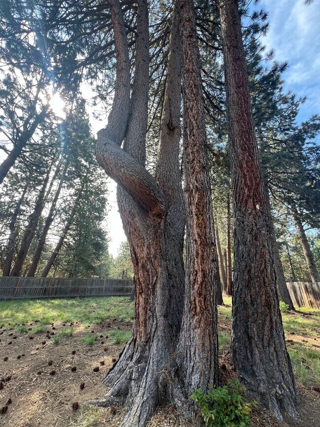 Building Photo - Nature Retreat on 0.6 Acres Near the Desch...