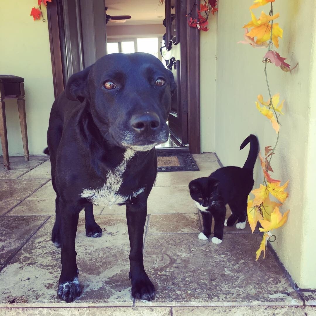 official greeter and the kitty is a sneaker - 4244 58th St