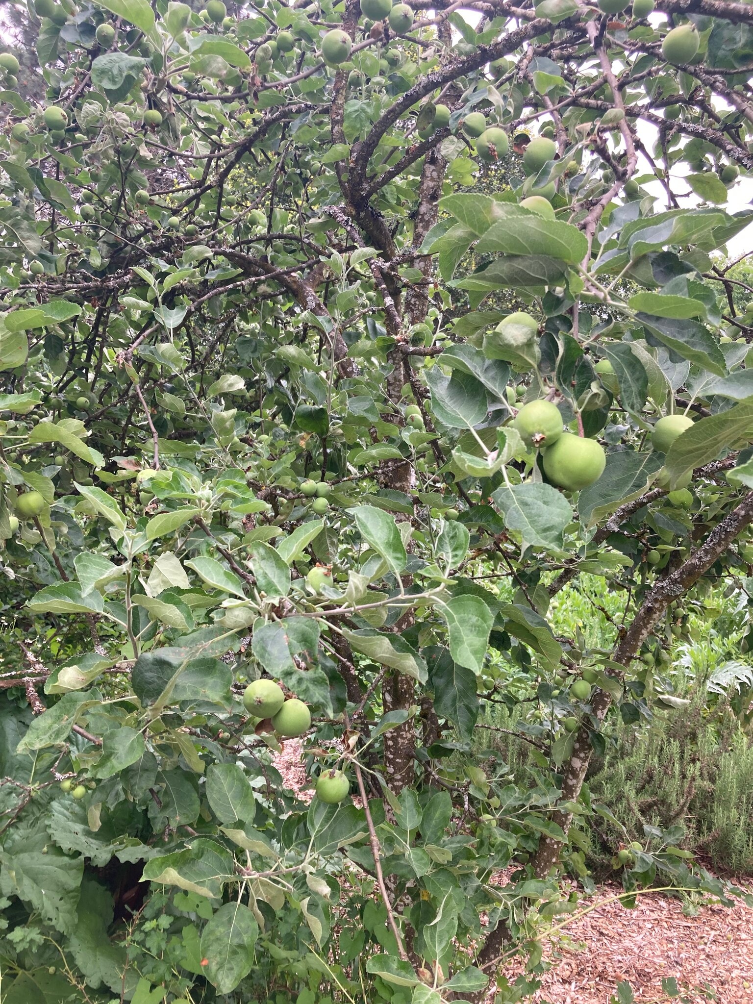 Apples - 5310 SE Schiller Street