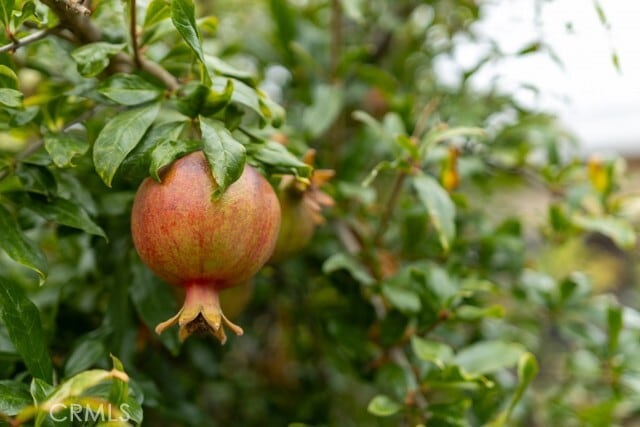 Building Photo - 2542 Vuelta Grande Ave