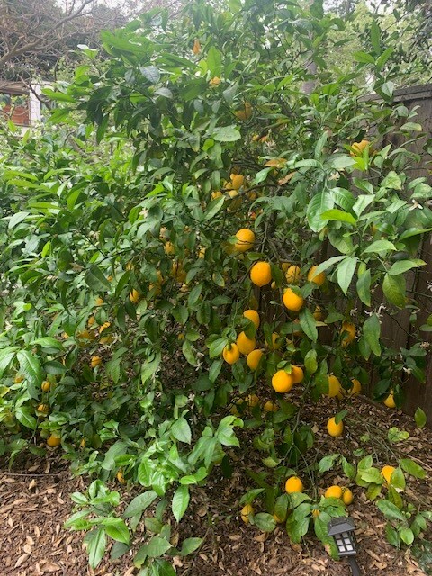 Lemons - 585 California St