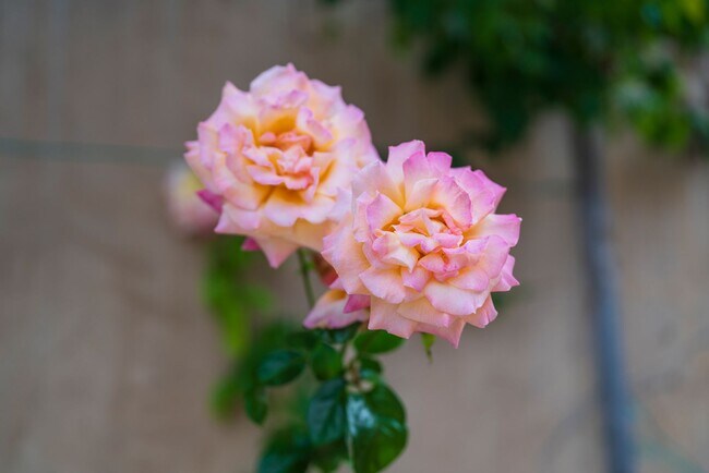 Building Photo - Gorgeous 5 Bedroom Home with sweeping views and pool