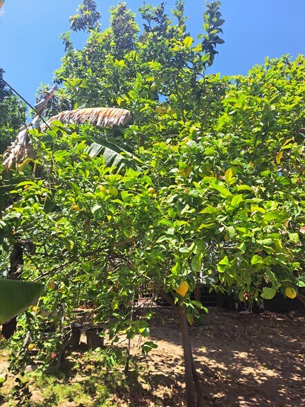 back yard orange tree - 1972 Avalon St