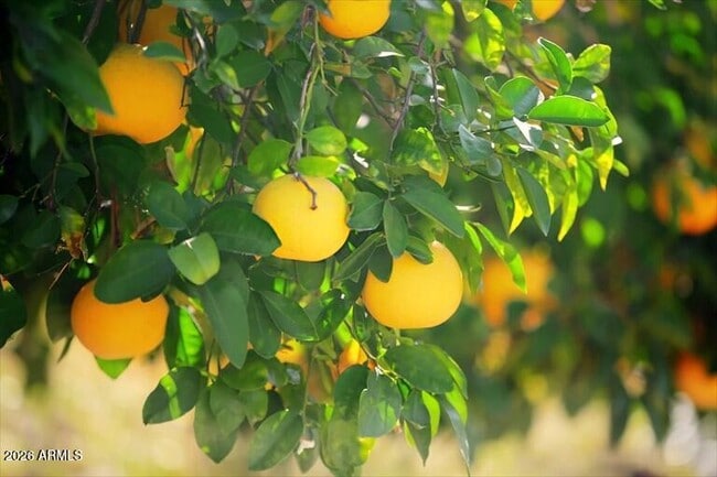 Building Photo - 6738 E Montreal Pl