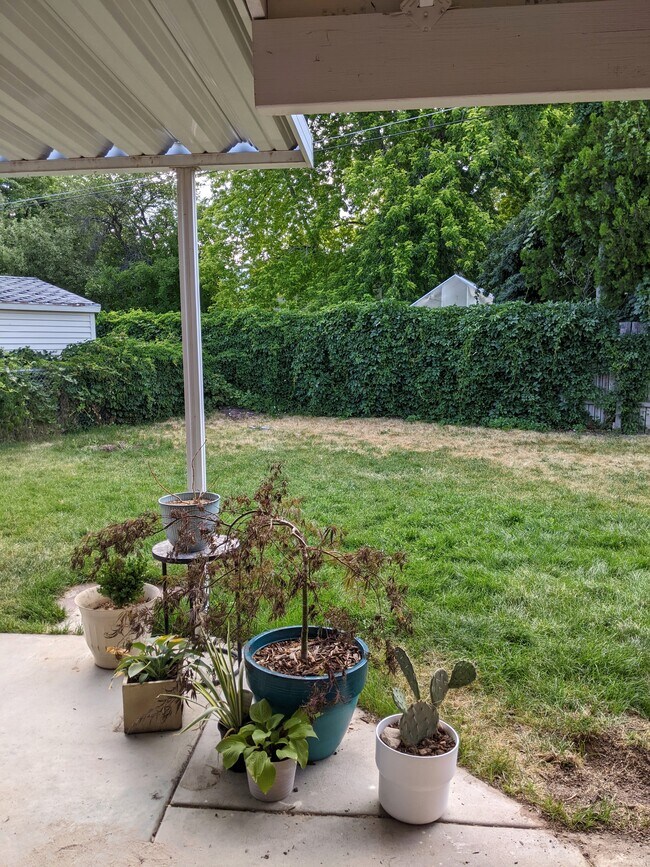 Backyard and Covered Patio - 1820 N Afton Cir