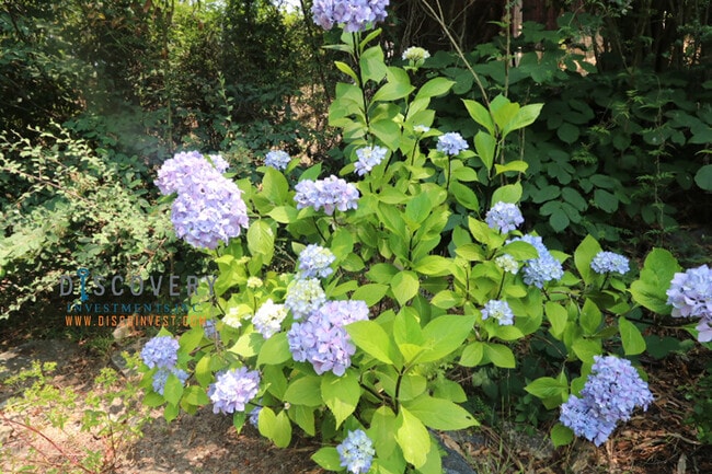 Building Photo - Mid-Century Montclair 3+ Bedroom with Filtered San Francisco Bay Views!